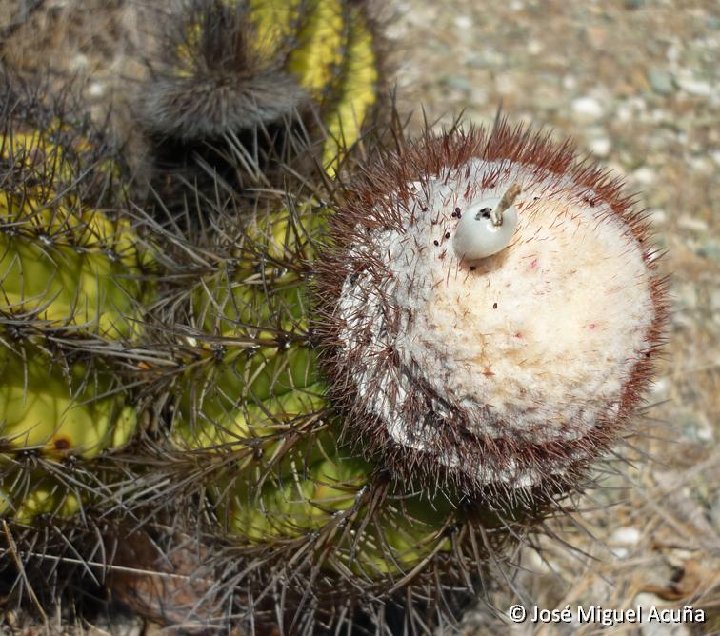 Melocactus harlowii f. candidus Macambo, Cu ©José Miguel Acuna